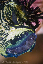 Dinner time, Nembrotha milleri feeding on a colony of asc... by Ross Gudgeon 